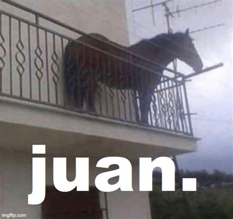 Get ready for some good laugh with these 25 funny <strong>horse memes</strong> that will put a smile on your face all through summer! #1 My human is my best pet. . Jose horse meme